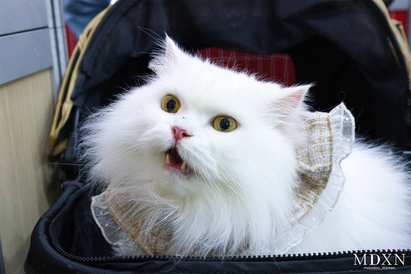 Pet Show